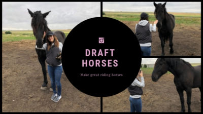 Can You Ride A Draft Horse