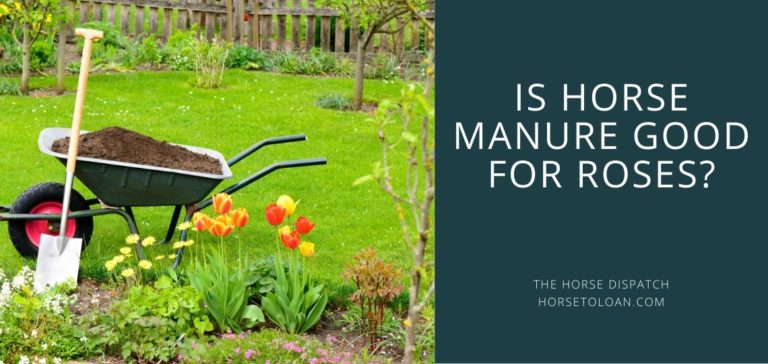 Is Horse Manure Good for Roses? | The Horse Dispatch