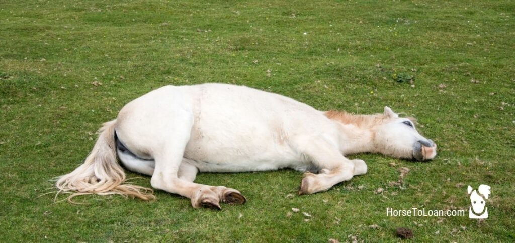 Do Horses Sleep Standing Up The Horse Dispatch