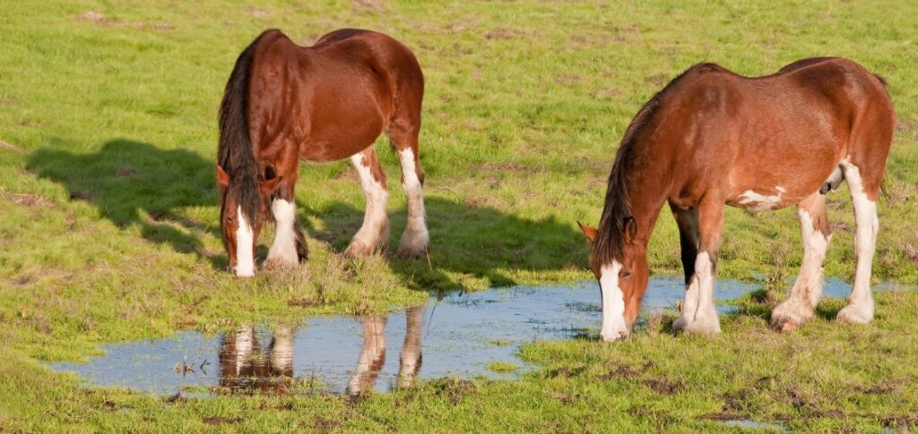 2 clydesdales eating grass