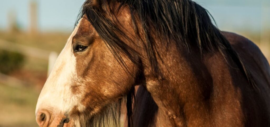 Clydesdale Horse looking to the right